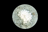 Ecaille de poisson sp x10